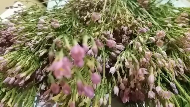 Центаврія або золототисячник (легенда, лік. властивості). Ч-2. смотреть онлайн