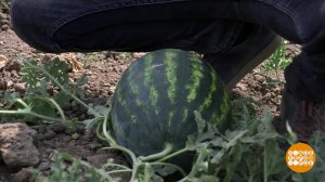 Проверка для арбуза. Доброе утро. Фрагмент выпуска от 29.06.2022