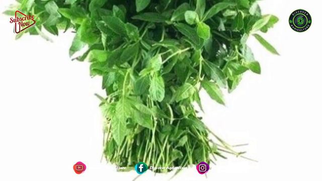 Benefits of Agriculture Weeds | EDIBLE WEEDS..! смотреть онлайн