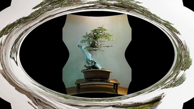 Abies lasiocarpa or Alpine Fir Bonsai #14 смотреть онлайн
