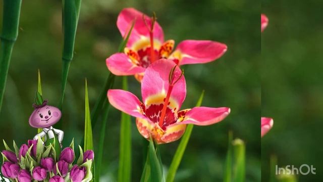 Тигридия Chipollino flowers смотреть онлайн