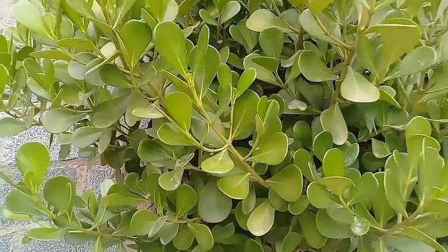 Planta Clusia - dicas de como cultivar. смотреть онлайн