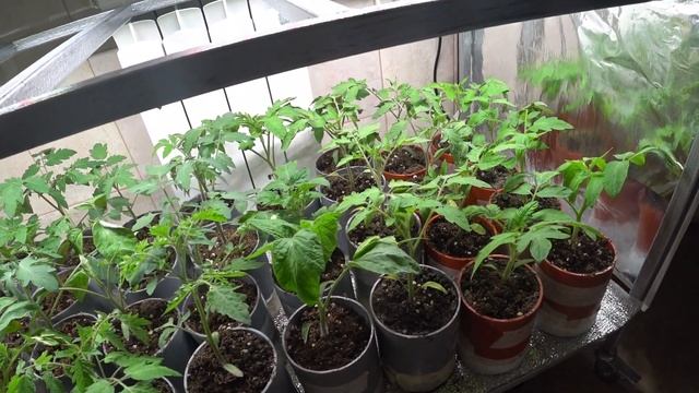 Новые светодиодные Фитолампы полного спектра для моей рассады и не только. Зачем купил за дорого? смотреть онлайн