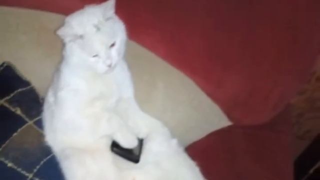 Кот сидит в телефоне и смотрит видео в ютубе смотреть онлайн