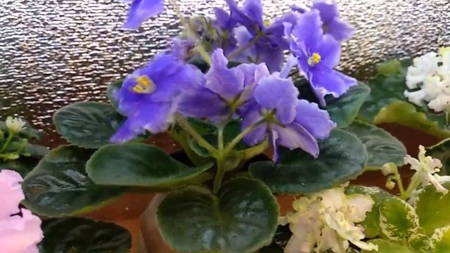 Фиалки. Обзор одной из полок моего стеллажа.