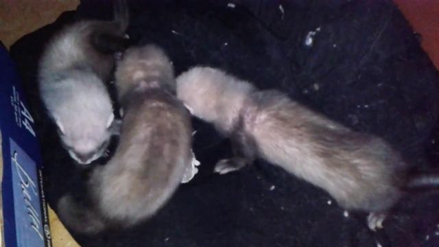 щенки хорька смотреть онлайн