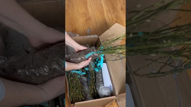 Уцененные розы из питомника Розы Вдохновения смотреть онлайн