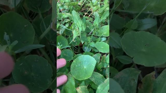 Plant Profile: Gotu Kola and its look a likes; how to identify gotu kola смотреть онлайн