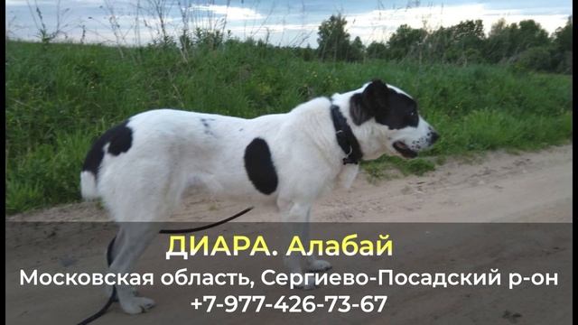 Пропала собака ! ДИАРА , АЛАБАЙ , Московская область , Сергиево-Посадский район смотреть онлайн