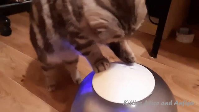 Любопытные КОШКИ - Реакция котят на… смотреть онлайн