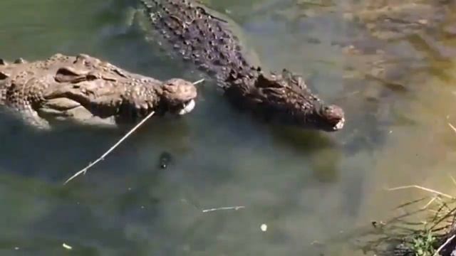 КРОКОДИЛовы слезы(Тайны великого зверя)