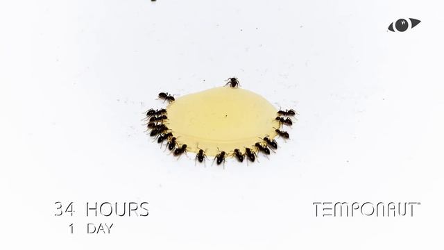 Honey Time-Lapse ... смотреть онлайн