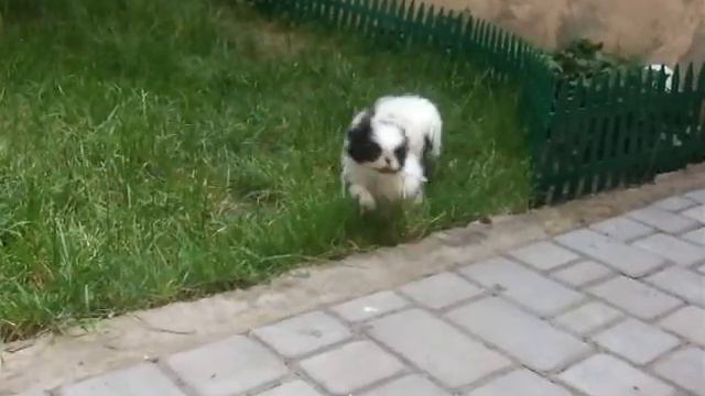 Японский хин смотреть онлайн