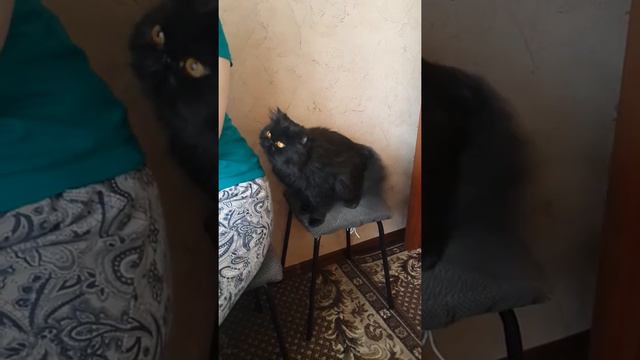 Кошка просит ласки))) смотреть онлайн