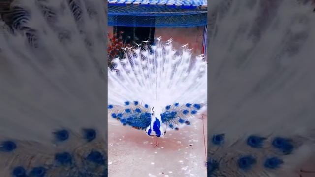красивые павлины смотреть онлайн