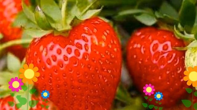 Земляника садовая Зенга Зенгана. Краткий обзор описание характеристик где купить саженцы