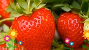 Земляника садовая Зенга Зенгана. Краткий обзор, описание характеристик, где купить саженцы