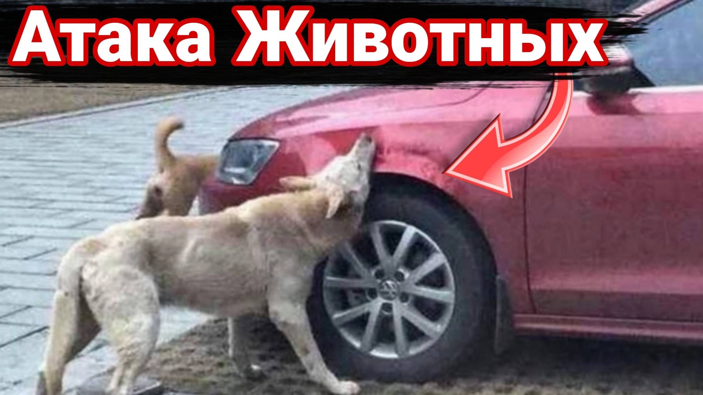 Что животные способны сделать с машинами. смотреть онлайн