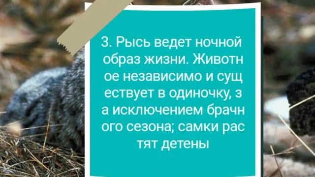 5 интересных фактов о рысе смотреть онлайн