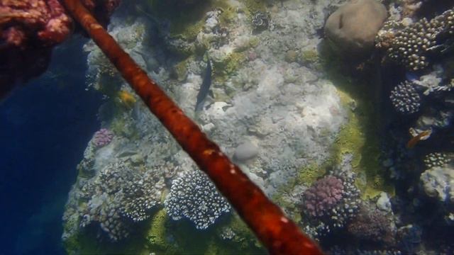 попытка снорклинга в BLUE HOLE смотреть онлайн