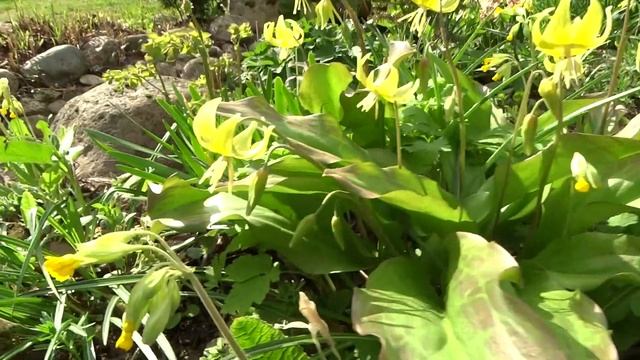 Кандык туолумнийский (Erythronium Tuolumnense) - сорт Pagoda (Пагода)