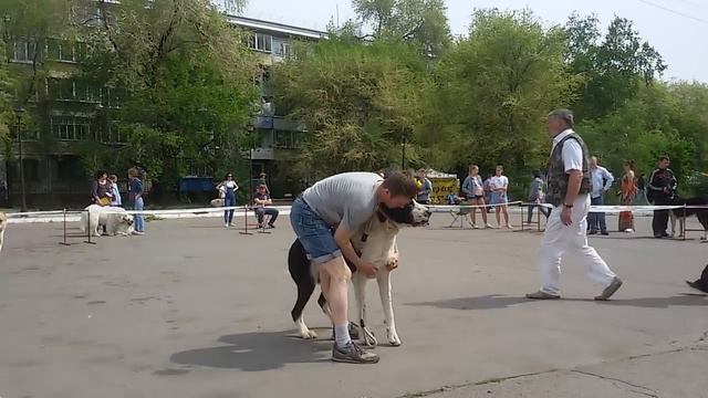 Бугай Алабай. Выставка собак 20мая ринг САО. Судит Седых Н.Б.