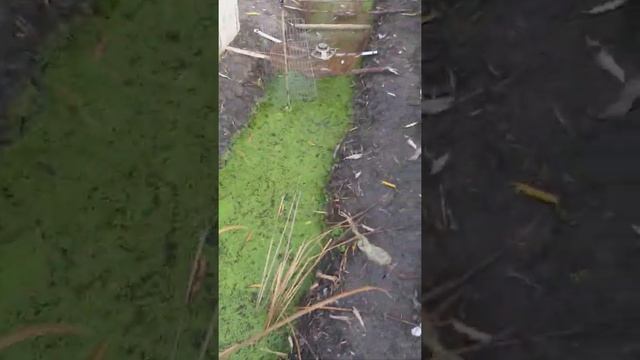 вода пеница после добавления 1кг соли в пруду смотреть онлайн