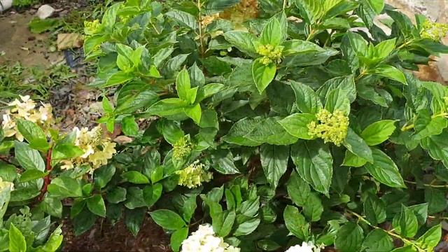 Update Hydrangea Magical Vesuvio