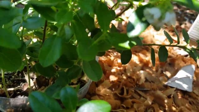 Брусника цветет. смотреть онлайн