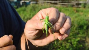 Гигантский кузнечик.