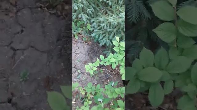 мы нашли ёжика на даче смотреть онлайн