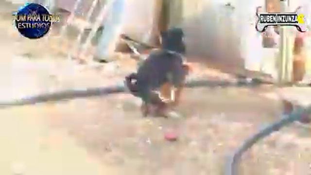 Perro se coje a una gallina смотреть онлайн