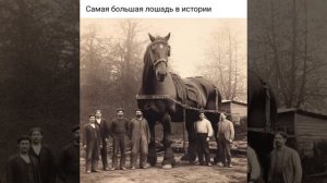 Самая большая лошадь в истории