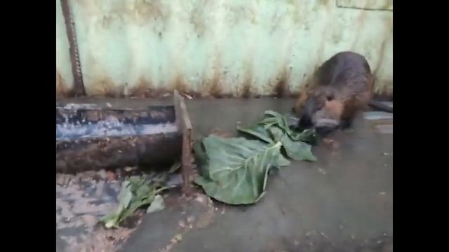 НУТРИЯ НА СКОЛЬКО ОНА ОПАСНА   NUTRIA HOW DANGEROUS IS IT