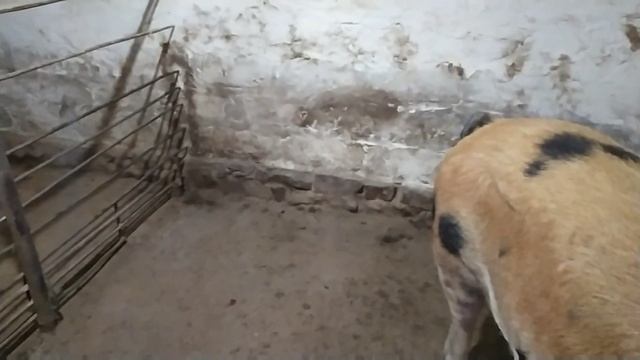 сырость в сарае. решение 100%