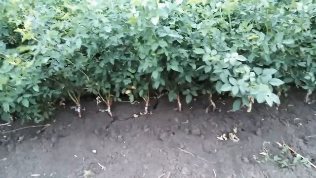 Окулировка розы на шиповник!!! Размножение розы!!! Мастер класс!!! смотреть онлайн