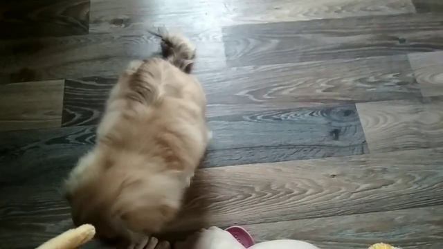 Пекинес Лялька пробует кукурузные палочки. смотреть онлайн