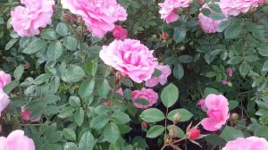 роза Джон Девис