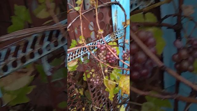 ? Виноград Мускатный сбор урожая на даче... смотреть онлайн
