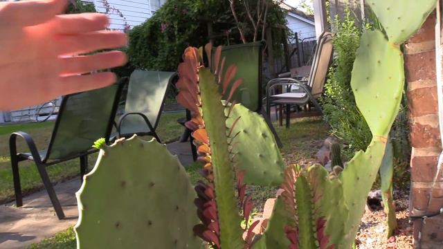 Succulent Garden Update With Sucs For You!