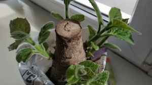 Все о Павловнии. Размножение Павловнии черенками из питомника из Казахстана