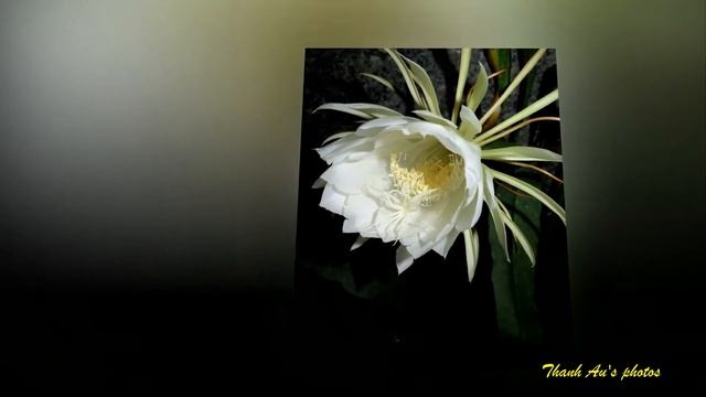 Lovely Phyllocactus  (Dạ Quỳnh Hương)