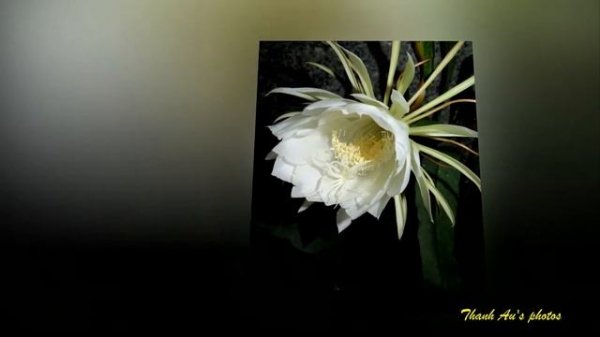 Lovely Phyllocactus  (Dạ Quỳnh Hương)