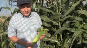 Как бороться с хлопковой совкой на кукурузе? (28-07-2018)