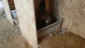 Николаевские голуби 2020.Разведение голубей,мое начало