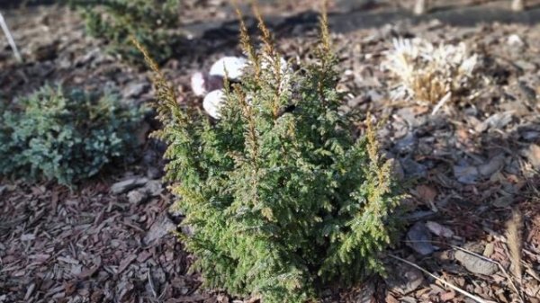Можжевельник чешуйчатый (лат. Juniperus pingii) Loderii