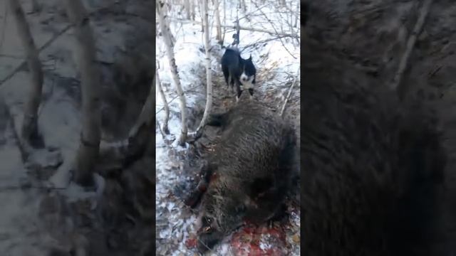 Мой самый большой кабан смотреть онлайн