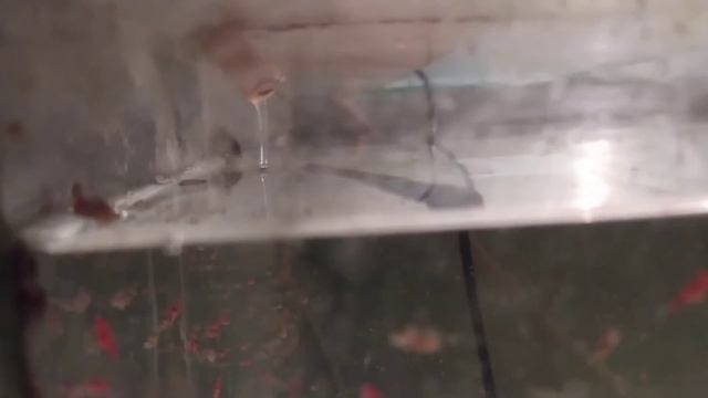 Чёрные ножи ( Apteronotus albifrons ) меня заваливают своей икрой смотреть онлайн