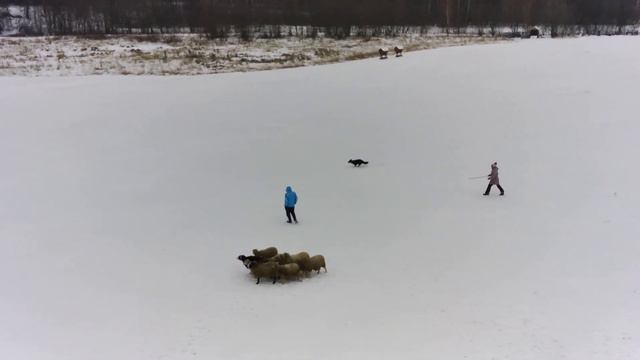 АТК Горыныч. Тренировка по пастьбе смотреть онлайн