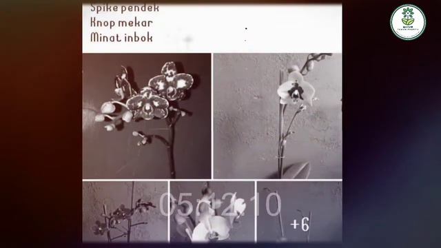 TERTIPU MEMBELI AGLAONEMA / TANAMAN HIAS DI ONLINE. смотреть онлайн
